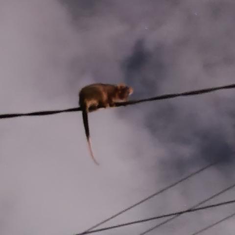 A small possum with its tail pointing straight down, sitting on a power cable with a dark, cloudy sky behind