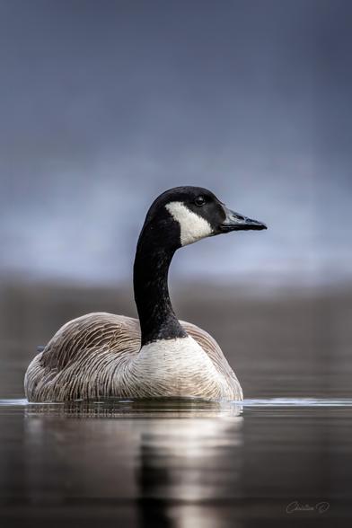 Bernache du Canada

Cette photographie démontre la beauté de la faune au sein de nos plans d'eau au Québec.
Il en découle une élégance du Nord et de sa nature.