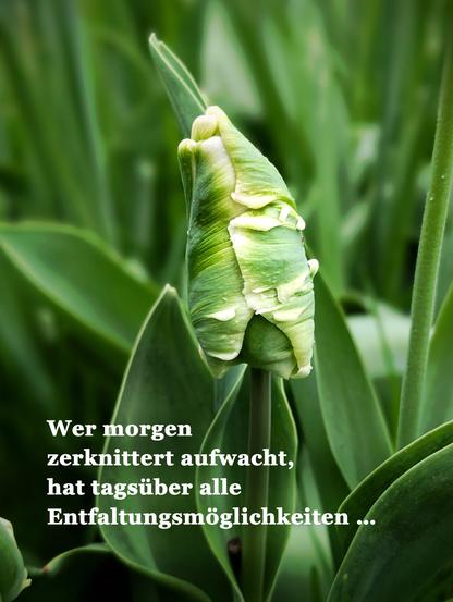 Nahaufnahme einer noch ungeöffneten Tulpenknospe mit grünen und weißen Strukturen, die an gefaltetes Papier erinnern. Umgeben von sattem Blattgrün wirkt sie wie ein schlafendes Wesen kurz vor dem Erwachen.
Weißer Text auf grünem Grund:Wer morgen zerknittert aufwacht,
hat tagsüber alle Entfaltungsmöglichkeiten …