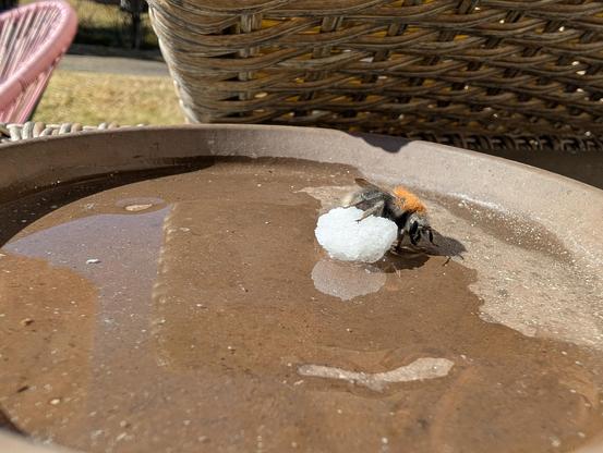 Bumblebee sitting on a melting sugar cube.