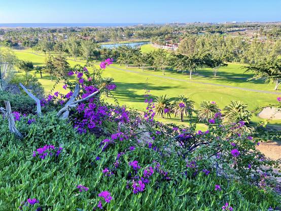 Gran Canaria, Campo Internacional, Playa del Ingles. It's been a while since I last did this one. Early morning commute, watching the gorgeous landscape of Maspalomas Golf Course from Playa del Ingles with an stunning green lush all around. A bunch of houses in the far distance and in the horizon the glorious Maspalomas Dunes. And, of course, at the front of the snap shot the eternal spring is showing with blooming purple colours. What's not to love, eh? 😍👍🏻