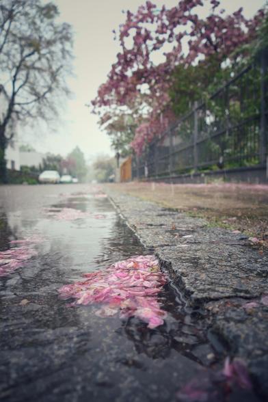 Das Foto zeigt eine Straße im Frühling während es schneit. Im Vordergrund schwimmen zahlreiche zarte, rosa Blütenblätter in einer Pfütze am Rand einer Straße. Die Straße selbst ist nass und reflektiert das Licht, wodurch ein leicht glänzender Effekt entsteht. Rechts zieht sich ein Zaun entlang, hinter dem Bäume stehen, die ebenfalls mit rosa Blüten geschmückt sind. Im Hintergrund sind weitere Bäume sowie geparkte Autos zu erkennen.