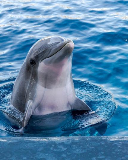 dolphin in the water
