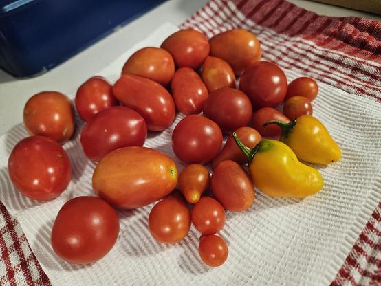 A bunch of tomatoes, different varieties. They're different shades of reds, they looks ripe and plump and yummy. There are two tiny capsicums as well.