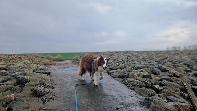 Hund am Deich