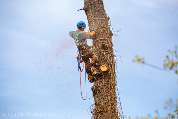 Man in a blue safety helmet high in a tree using a chainsaw. The trunk is thickly covered in dead English ivy.