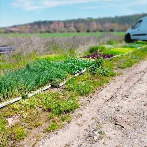 Bandejas de plantel en el suelo, al borde de una finca junto a un camino, y con una furgoneta al fondo.
No se aprecia muy bien en la foto, pero el plantel es principalmente de cebollas y lechugas.