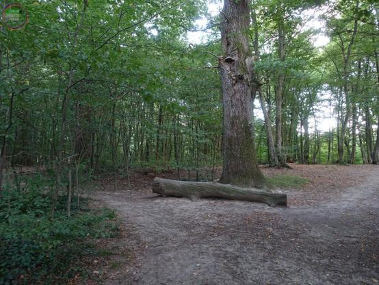 Waldweg