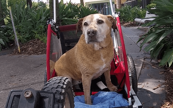 Old Labrador cross sits quietly in a cart being towed behind a bicycle. The background is filled with lush plants and bordering a pathway.