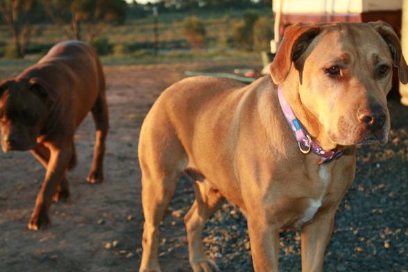 Golden Labrador cross in the foreground looking quite poised. Brown bulldog in the background, slightly out of focus. This is an old photo of the dogs younger years living on a farm.