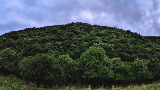 Photo of a hill covered with green trees of native forest of Aotearoa New Zealand