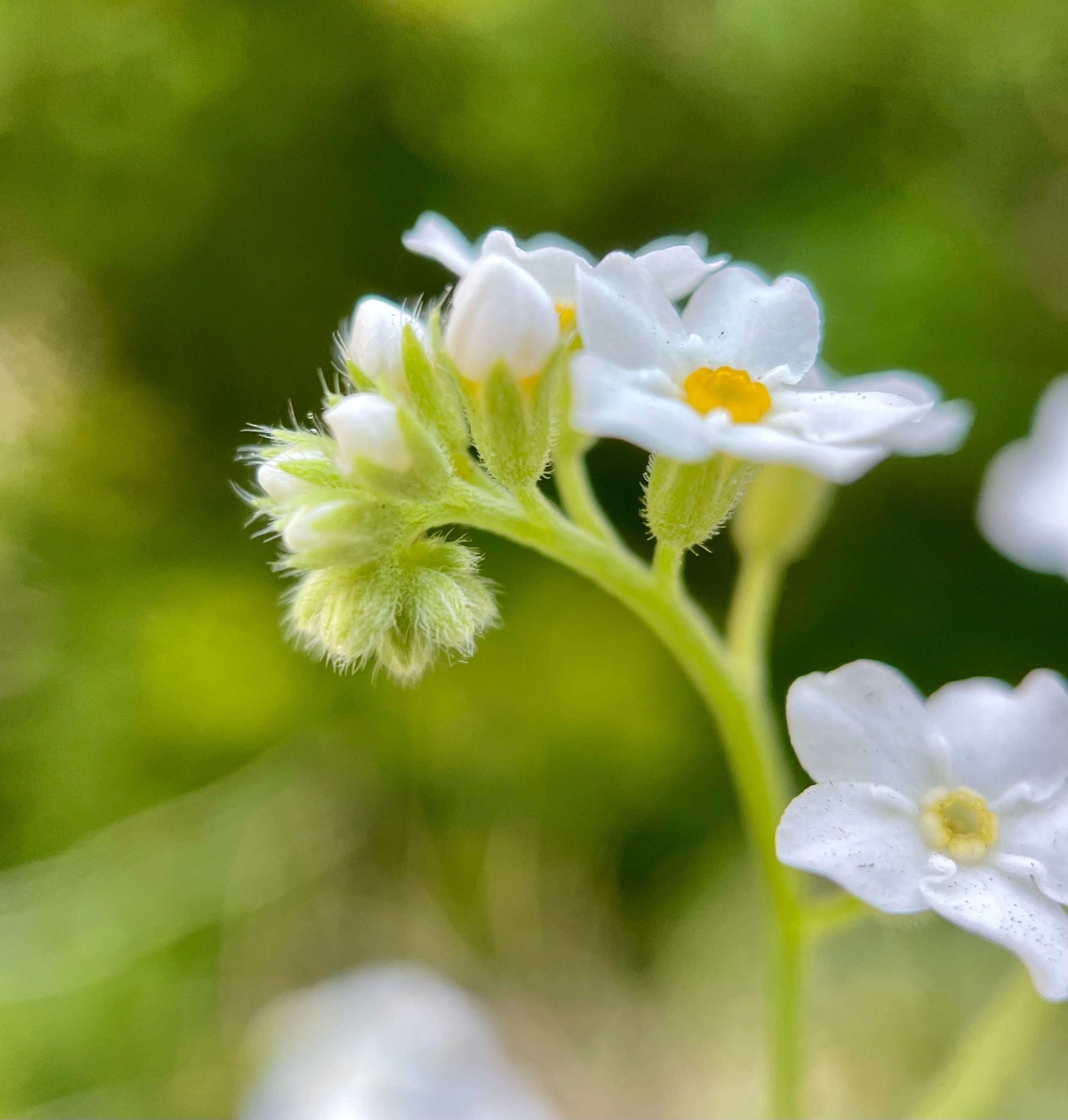 A cluster of unfurling white flower buds. They’re slightly curled under starting with green fuzzy buds then white egg-shaped buds and then progressively opening tiny white flowers. Several completely open flowers lower on the stem have bright yellow middles. They’re slightly curled background is blurred bright green and the sunlight is creating a dreamy feeling