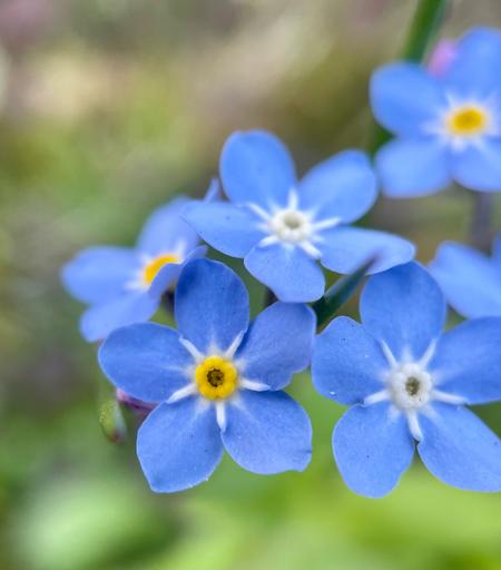 A cluster of tiny blue 5 petals flowers, three have yellow middles and two have white