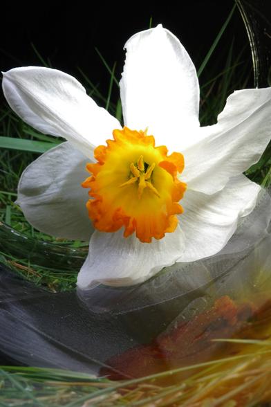 A poet's daffodil with six white petals and an orange corolla was placed in a glass cylinder without bases lying on a lawn. The cylinder was illuminated with a strong OLED strip from above and from the left, so that the corolla appears partially yellowish. The green grass beneath the cylinder also appears partially yellow to orange because the flower is reflected by it.