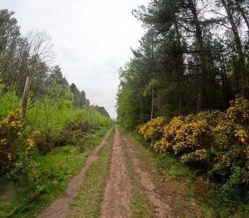 Sabla vojeto inter uleksoj arbustoj. Oni povas vidi multe da flavaj floroj. La ĉielo estas griza kaj nuba.