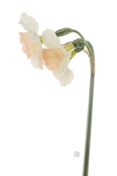 A stem of three flowers on a plain white background. We're looking at it from the side, and it's "facing" left. The petals are white and ovate, and the corona is short, pale orange at the distal end fading to pale yellow at the throat. Raindrops.