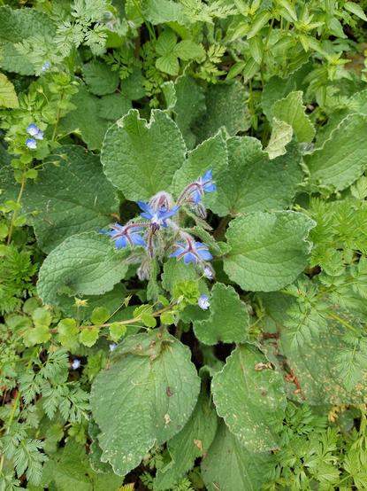 Bourrache officinale