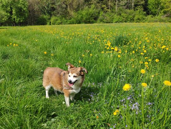 Ein kleiner niedlicher Hund in einer grünen Wiese mit vielen gelben Löwenzahnblüten.