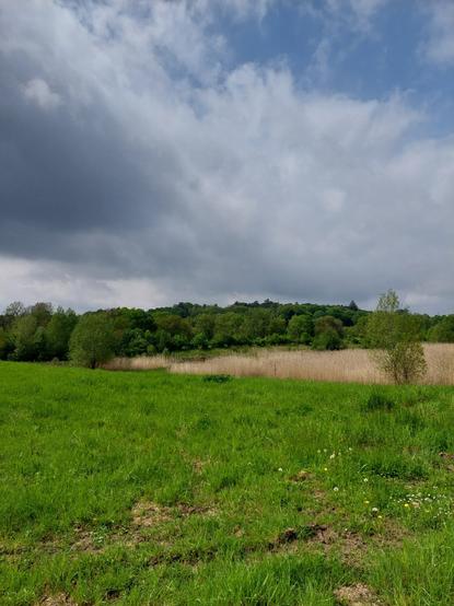 Vue du marais verdoyant, des arbres, au loin, et du chaume. Ciel plombé