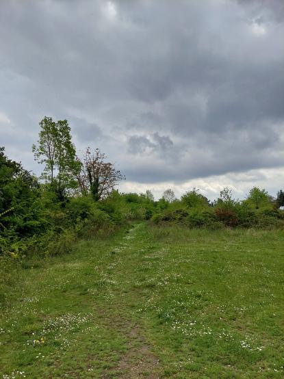 Jolie clairière parsemée de fleurettes et petit sentier serpentant vers l'inconnu