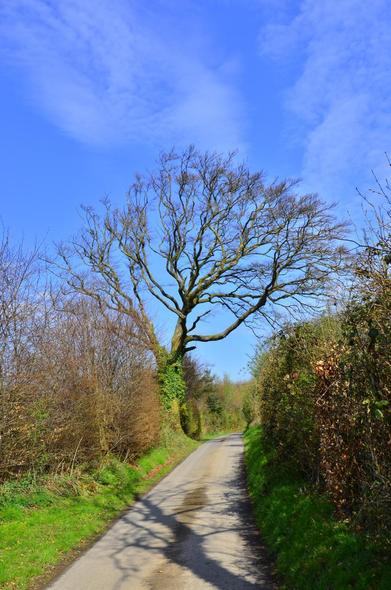 Tree alongside a path.