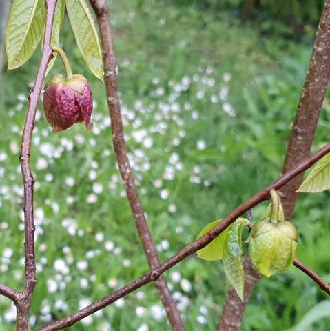 Pawpaw-Blüten. Eine grün eine rot.