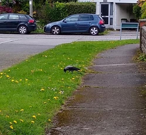 a hooded crow deals with a dropped cream cracker on a grass verge beside a back road.