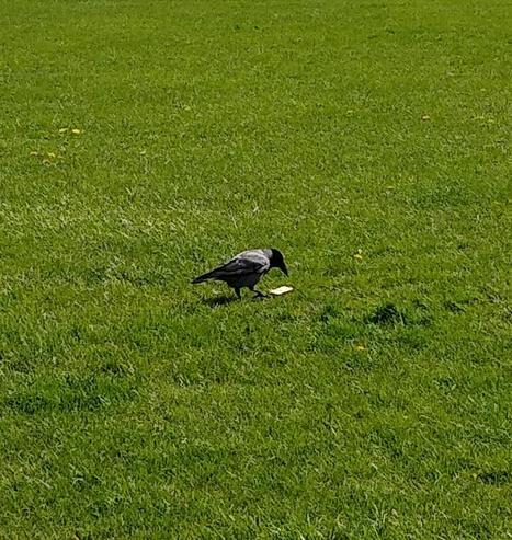 a hooded crow examines the  cream cracker it has found.