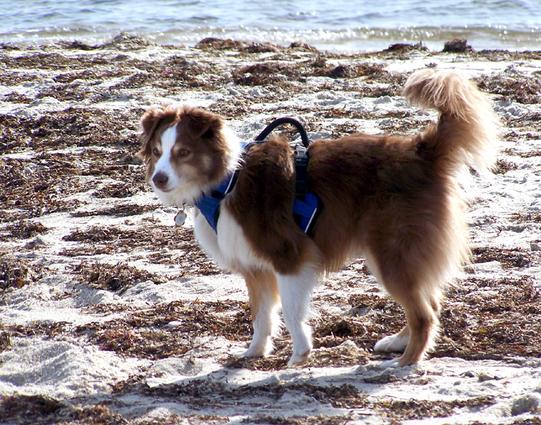 Handsome brown and white Mini Australian Shepherd standing on a beach.