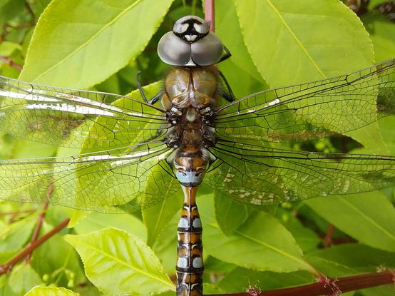 a close-up of a dragonfly atop a bright green leafy bush; the glassy reflective segmented wings aren't fully in view, but its very fuzzy thorax is, as well as a portion of its speckled turquoise brown & black tail