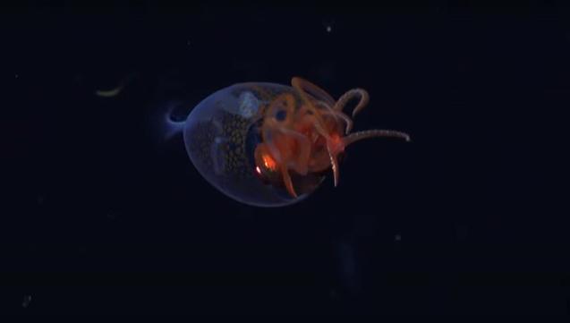 bebe-calmar-colossal-bebe-kraken