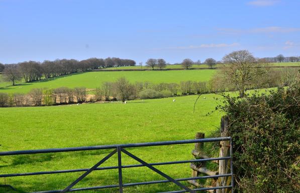 Large field of grass with some sheep.