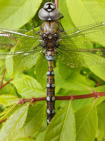 a lengthwise photo of the same dragonfly, with more attention spent on the length of its tail and the gorgeous symmetrical pattern of splashes of blues, browns, and blacks
