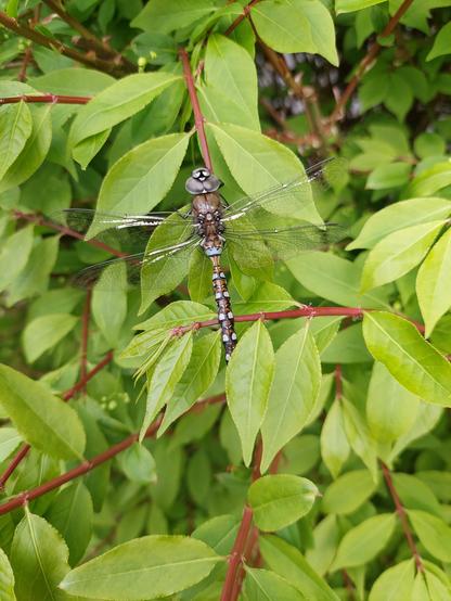 a more zoomed-out view of the whole dragonfly, without much detail but at least seeing the full wingtips and his surroundings