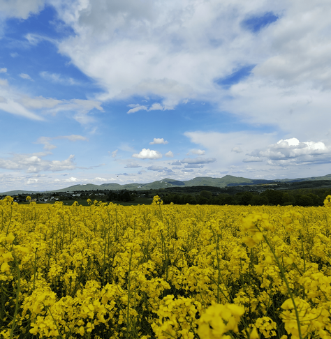 Ein Rapsfeld in Wachtberg, im Hintergrund sieht man das Siebengebirge.