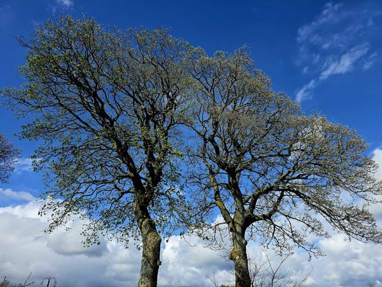 Sycamore trees starting to open leaves, low white cloud bottom half, blue sky top half behind the 2 trees.