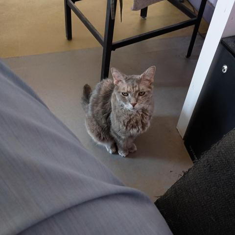 My cat is disappointed by my lax performance of my assigned tasks.