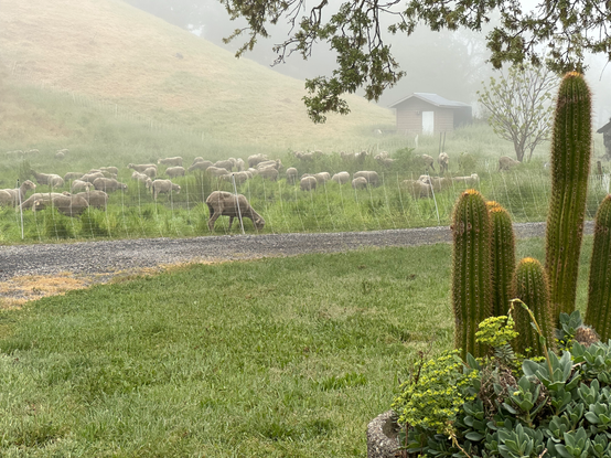 Lots of green grass, cactus in the foreground, in the middle distance a lightweight electric fence behind which are 300 voracious, recently shorn sheep eating that two-foot-tall grass down to the nubbins. The grassy hill in the distance fades in the morning mist.