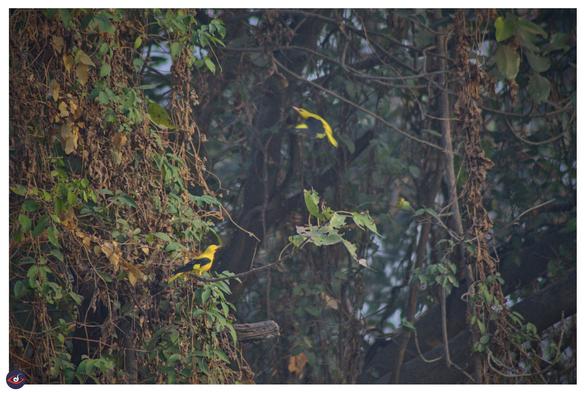 two small birds, one perched and one flying can be seen in the foliage. the bird has yellow body and black wings. the one perched is looking at the one flying.