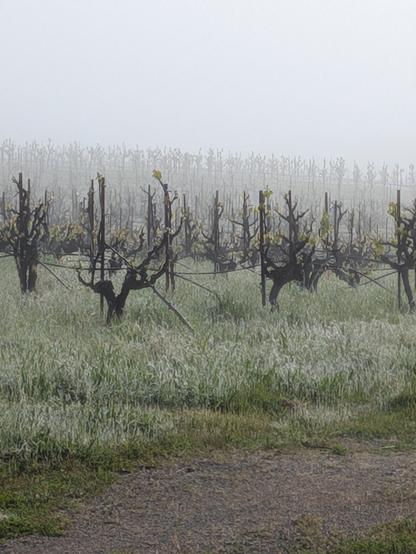 Old grape vines in the mist.