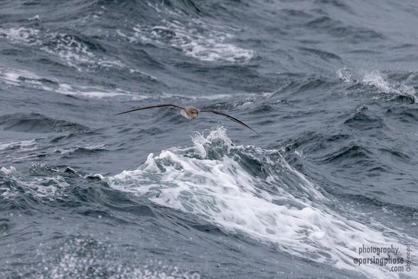 A large seabird with a robust yellow bill flies low over foaming surf.