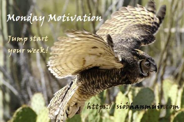 Monday Motivation: Jump start your week!
https://patreon.com/c/SiobhanMuir
Great horned owl leaping off prickly pear cactus paddles.