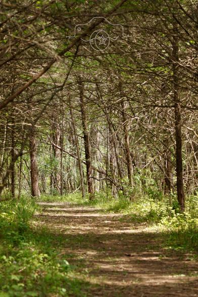 A dirt path under a canopy of tree branches.