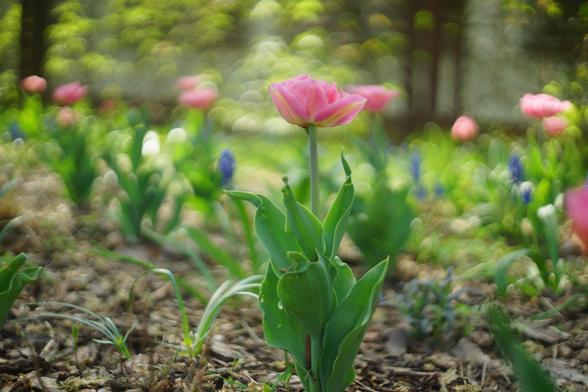 The image shows a garden with pink tulips in bloom. The focus is on a single tulip in the foreground, surrounded by greenery and additional pink tulips in the background. The scene has a soft, blurred background, highlighting the depth and colors of the flowers.