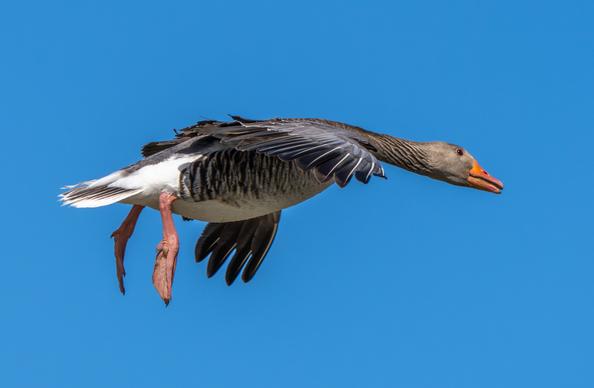 Fliegende Gans mit Füssen:

Suse, liebe Suse, was raschelt im Stroh?
Die Gänse gehen barfuß,
Und haben kein' Schuh!
Der Schuster hat's Leder,
Kein Leisten dazu,
Drum kann er den Gänslein
Auch machen kein Schuh.