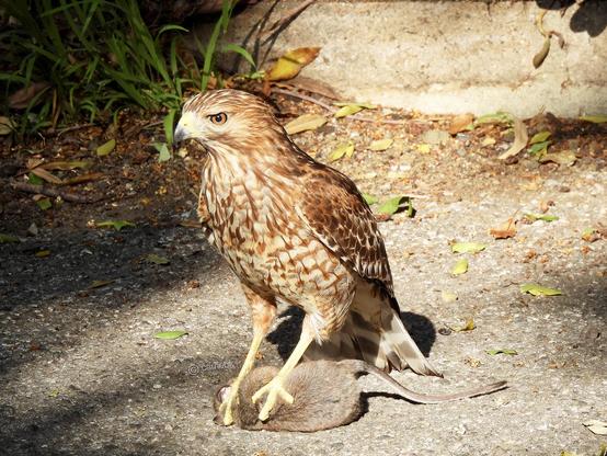 A hawk perched on a dead rat on the ground, showcasing its sharp talons and keen gaze.