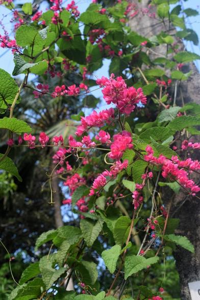 Coral vines growing up a power pole along the roadside