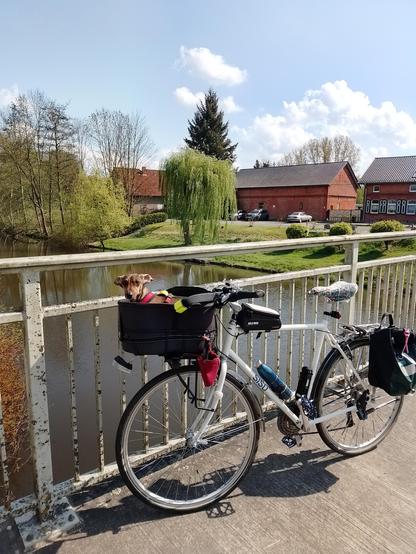Das Fahrrad mit Effie im Körbchen lehnt am Geländer einer Brücke. Unten fließt der kleine Fluss Löcknitz. Effies Ohren sind vom Winde nach hinten geweht.
Am Ufer steht einer schöne Trauerweide dahinter eine Scheune und ein Bauernhaus. In diesem Haus gab es einst ein schönes Café mit umwerfend keckeren Kuchen. Leider gab es nach dem Tod der Inhaberin Streit unter den Erben und das Café wurde nicht weitergeführt.