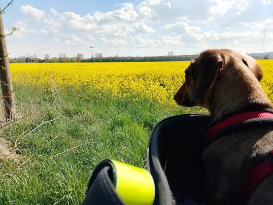 Dackel Effie schaut vom Fahrradkorb aus auf ein satt gelbes Rapsfeld. Im Hintergrund sind eine Baumreihe und ein Gehöft erkennbar. Der Himmel hat sich etwas zugezogen.