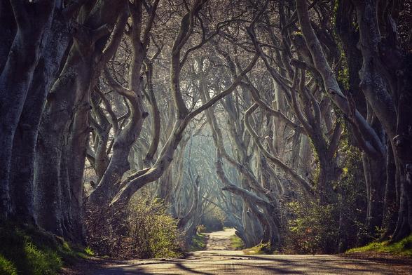 A straight, narrow road is enclosed by tall, bare beech trees with intertwining branches forming a natural tunnel. Sunlight illuminates the end of the path.